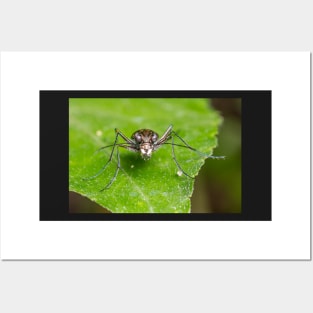 Unique and organic photo of a tiger beetle Posters and Art